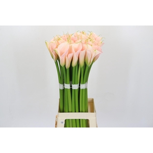 Zantedeschia Eydolls Salmon