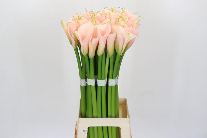 Zantedeschia Eydolls Salmon