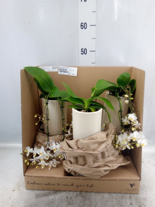 <h4>Phalaenopsis multi.   ...white</h4>