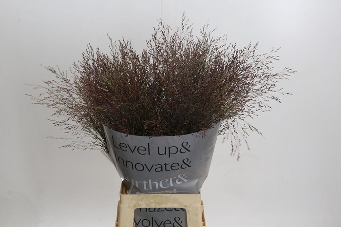 <h4>PANIC VI WARRIOR</h4>