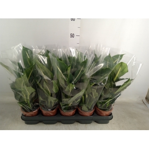Dieffenbachia  'Green Magic'