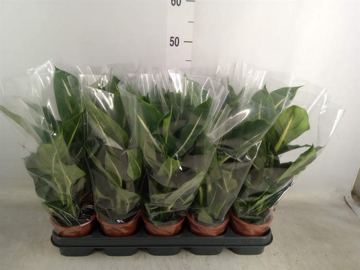 <h4>Dieffenbachia  'Green Magic'</h4>