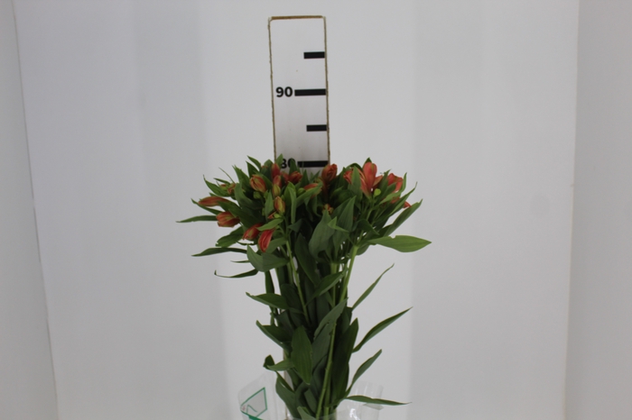 <h4>ALSTROEMERIA TROPICANA 080 CM</h4>