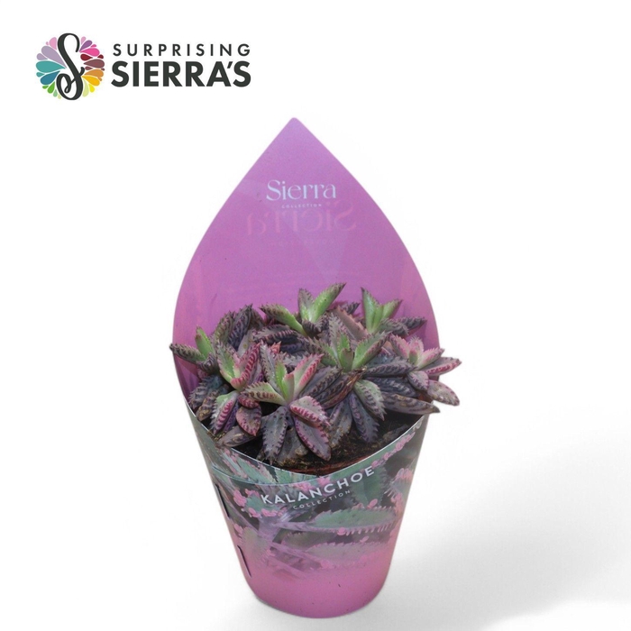 <h4>Sierra's® - Kalanchoe Daigremontiana Pink</h4>