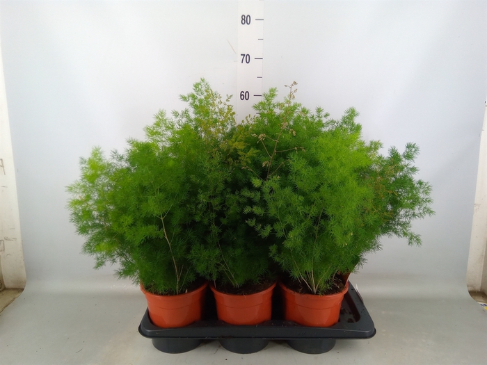 <h4>Asparagus umbellatus</h4>