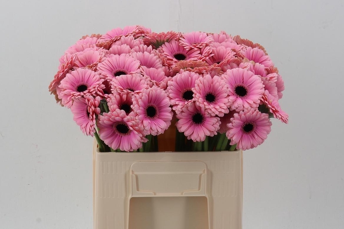 <h4>Ge Mi Esmee</h4>