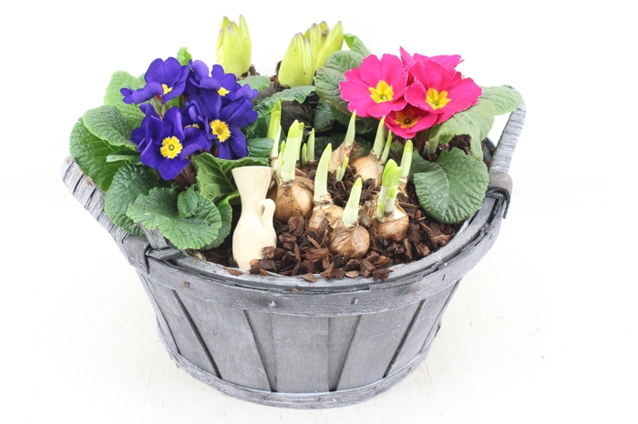 <h4>arr4 Primula PL - Hout grijs ton oor XL</h4>