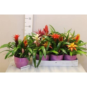 ARR BROMELIA