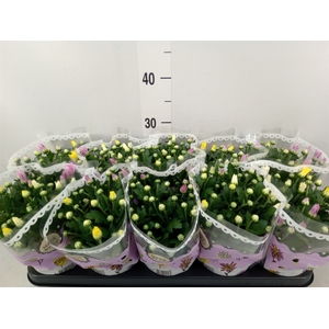 Chrysanthemum   ..mix/pot