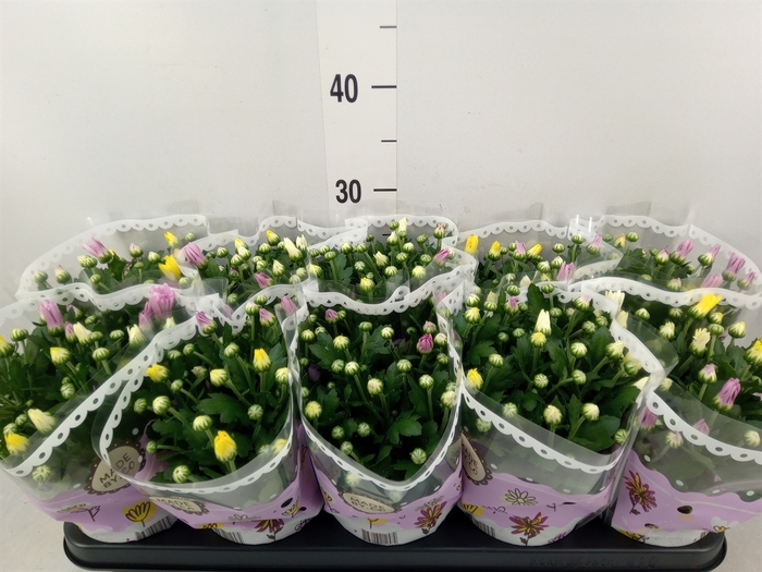<h4>Chrysanthemum   ..mix/pot</h4>