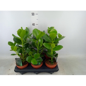 Clusia rosea 'Princess'