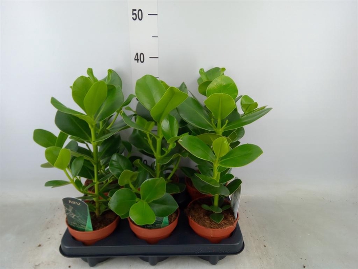 <h4>Clusia rosea 'Princess'</h4>