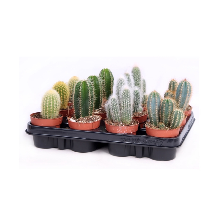 <h4>Cactus zuilen 8,5 cm</h4>