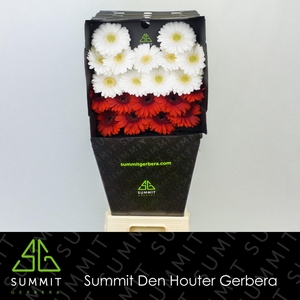 Germini Mix Rood  Wit Diamond