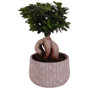 Ficus m. Ginseng Ball Shape Ø24cm in Ø28cm Ceramic PL569