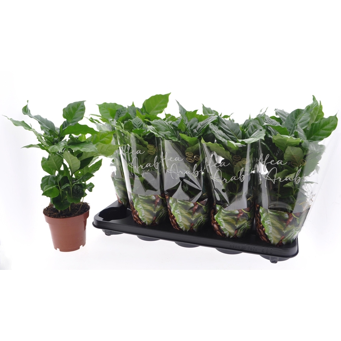 <h4>COFFEA ARABICA</h4>