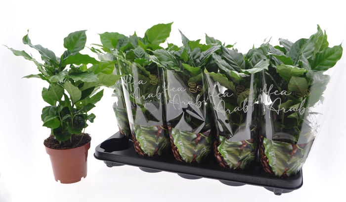 <h4>COFFEA ARABICA</h4>