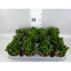 Crassula ovata 'Gollum'
