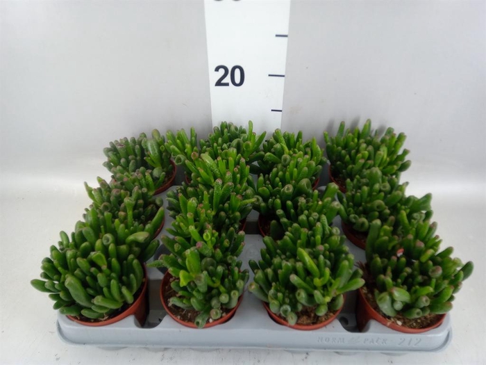 <h4>Crassula ovata 'Gollum'</h4>