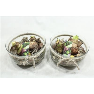 AM107 XL BOSE AMAR + TOUW