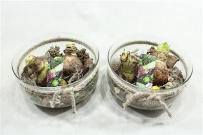 <h4>AM107 XL BOSE AMAR + TOUW</h4>