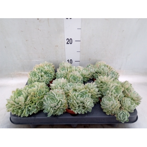 Echeveria elegans