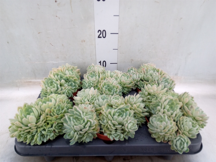 <h4>Echeveria elegans</h4>
