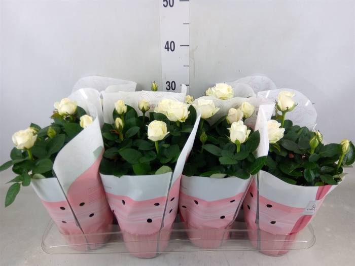 <h4>Rosa  'Amorosa Infinity White'</h4>