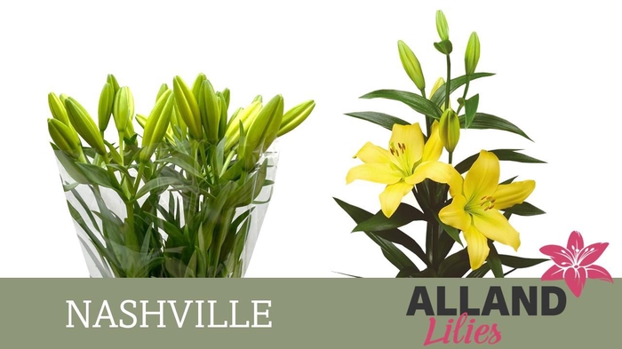 <h4>LI LA NASHVILLE</h4>