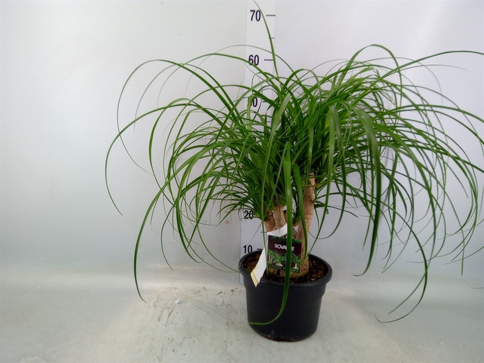 <h4>Beaucarnea recurvata</h4>