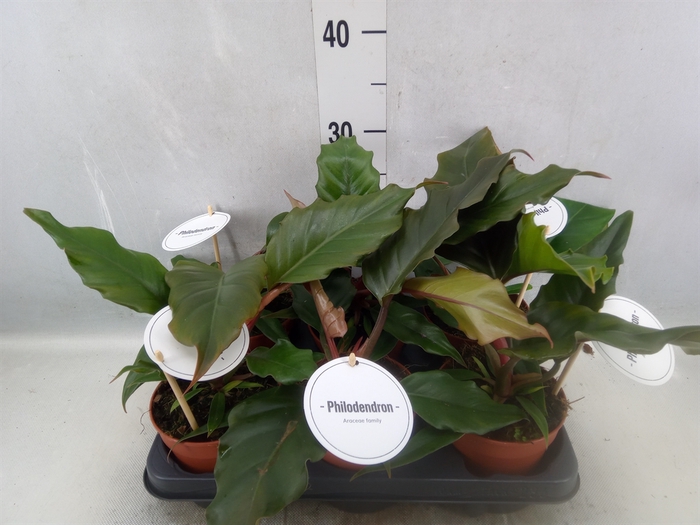 Philodendron bipinn.