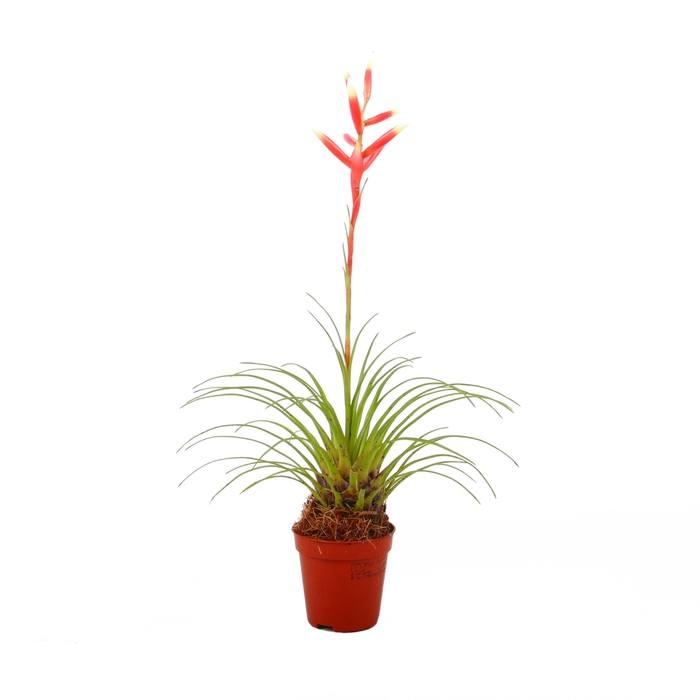 <h4>Vriesea Correia Araujoi</h4>
