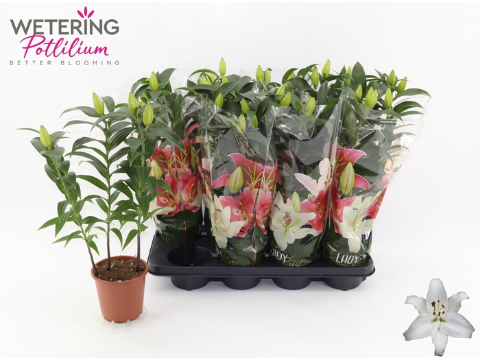 <h4>LIL OR SUN BAHAMAS</h4>