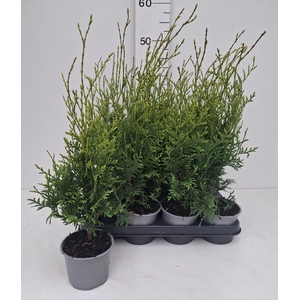 THUJA O FLEVOLAND