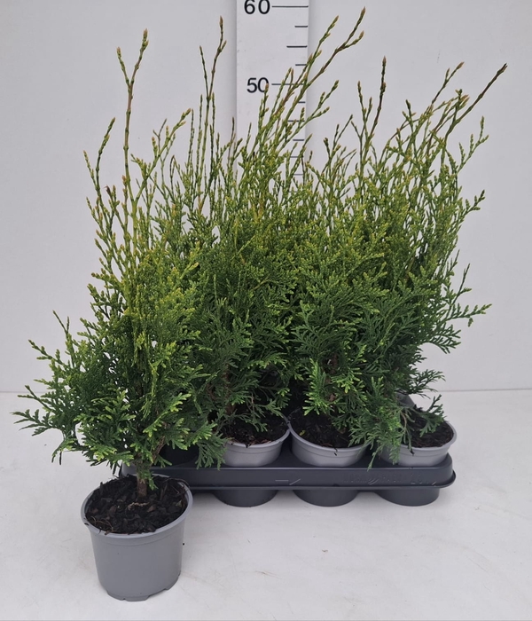 <h4>THUJA O FLEVOLAND</h4>
