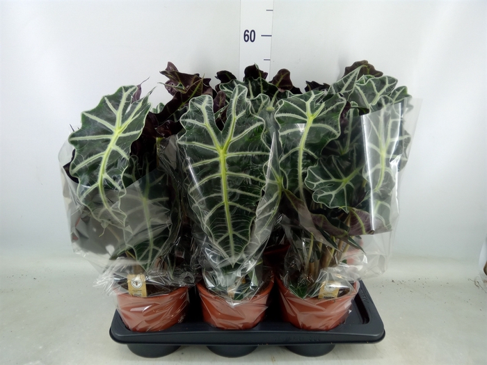 <h4>Alocasia amazonica 'Polly'</h4>