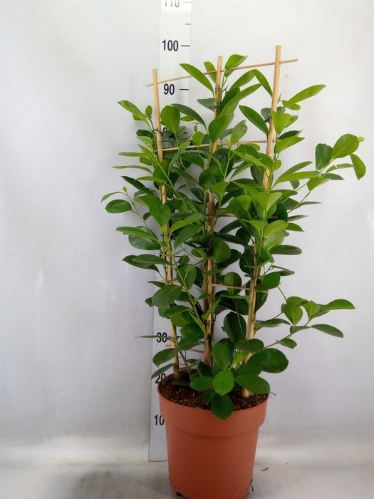 <h4>Ficus microcarpa 'Moclame'</h4>