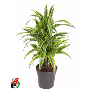 Dracaena fragrans Deremensis Grp Lemon Lime