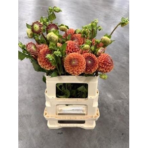 Dahlia Cornel Bronze