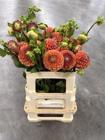 <h4>Dahlia Cornel Bronze</h4>