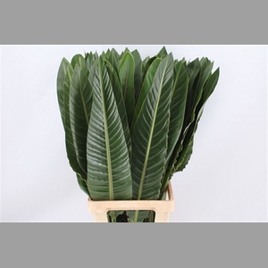 Strelitzia Blad 80cm