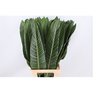 Strelitzia Leaves P Stem