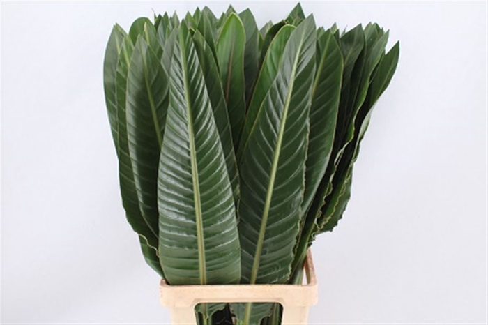 <h4>Strelitzia Leaves P Stem</h4>