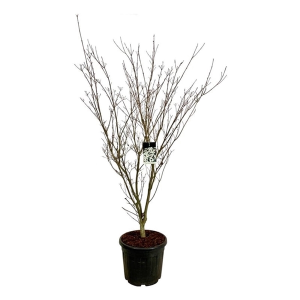 <h4>Cornus kousa 'Weisse Fontaine'</h4>