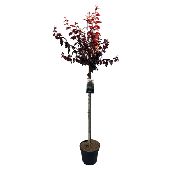 <h4>Prunus 'Nigra' Stam 90cm</h4>