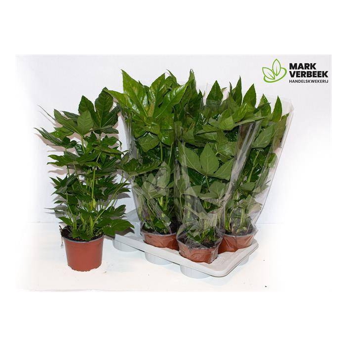<h4>Fatsia japonica 17Ø 60cm</h4>