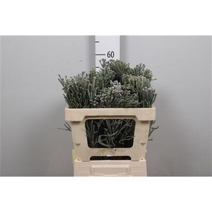 Kaaps Brunia Laevis