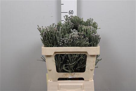 <h4>Kaaps Brunia Laevis</h4>