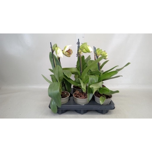 Paphiopedilum  'Amerikaanse hybrid'