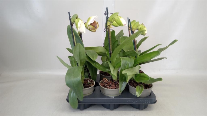 <h4>Paphiopedilum  'Amerikaanse hybrid'</h4>